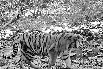 经国家林业局专家鉴定 太平沟现身的正是&ldquo;普京虎&rdquo;库贾