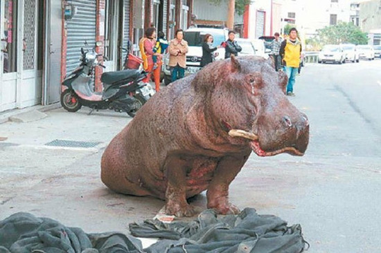 台湾流泪河马摔死系交通意外业者获不起诉（图）