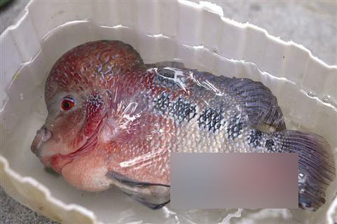 罗汉鱼“游”进松柏湖吓到路人 以为湖水有毒鱼变异_台海网络广播电视台