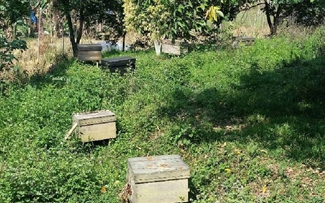 养蜂人_悬崖养蜂_养蜂人年收入