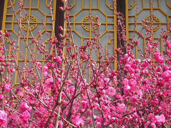 承德 离宫初雨后 花气满天阶_旅游_央视网(cct