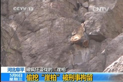 文玩市场“崖柏”走红太行山侧柏遭疯狂盗伐_新闻_央视网(cctv.com)