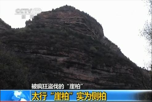 文玩市场“崖柏”走红太行山侧柏遭疯狂盗伐_新闻_央视网(cctv.com)