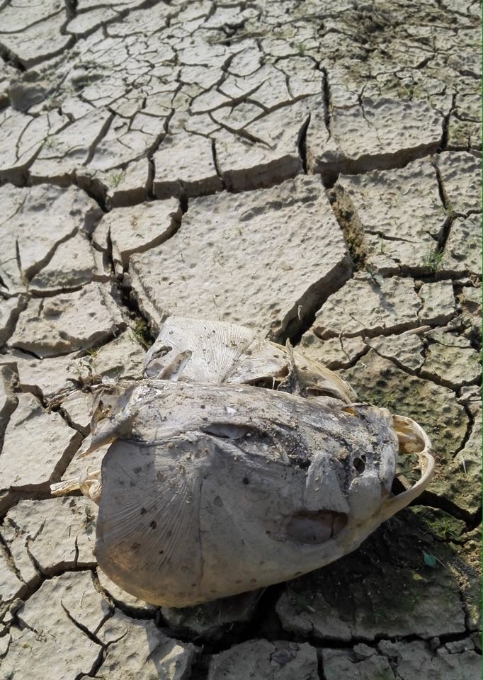 广西干旱致损失5.74亿 天气预测将出现旱涝急