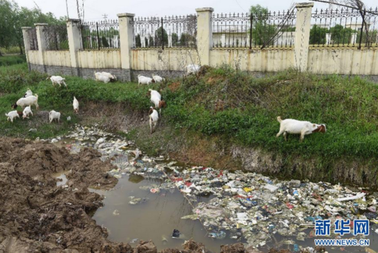 羊群在一家企业旁的污水沟边吃草（5月15日摄）。新华社记者陈晔华摄 