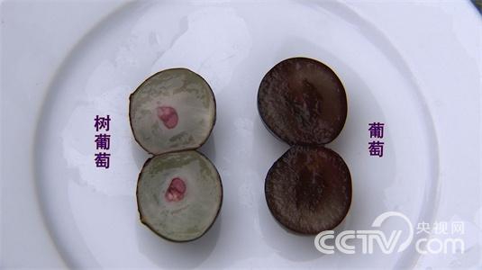 怪树干上长“葡萄”变身摇钱树(2015.6.1)