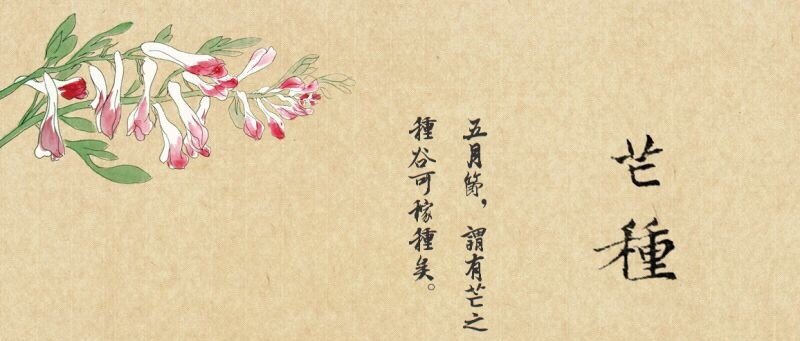 芒种