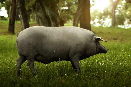 不能错过的美食 西班牙伊比利亚黑毛猪火腿品