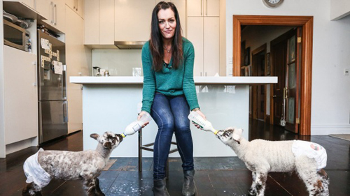 新西兰的富裕阶层将绵羊当做宠物养在自己家中