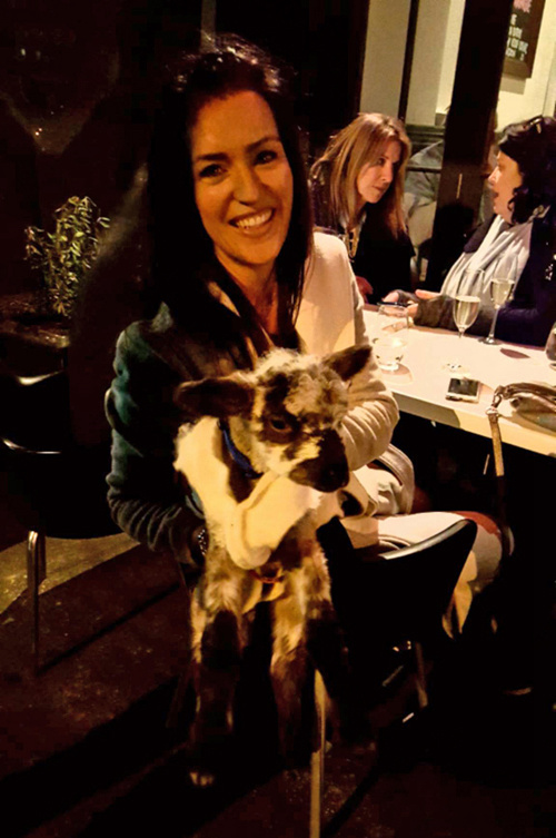 新西兰的富裕阶层将绵羊当做宠物养在自己家中