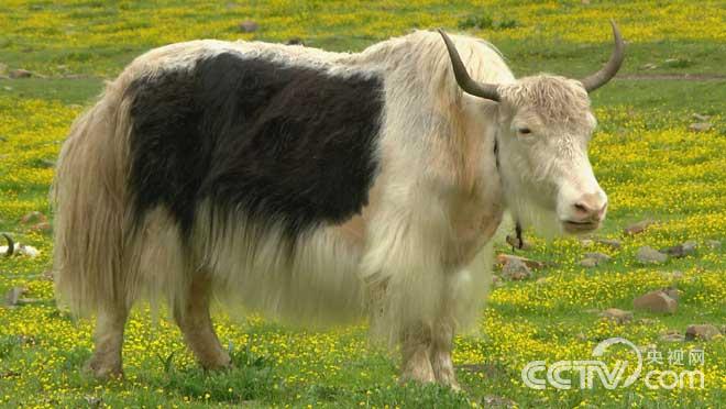 央视七套《绿色时空》看点: 9月13日_三农频道