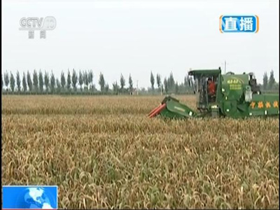 蛹虫草_虫草产量农民总收入(2)