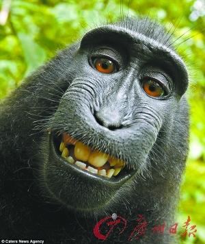 一个综艺是一只猴子和狗完成任务,叫什么名字