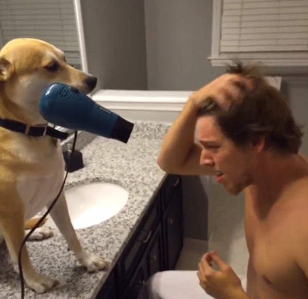 美机灵<em>狗狗</em>为主人洗澡吹头发可爱<em>视频</em>走红网络