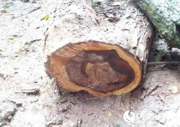 价值 百万 元 黄花梨被盗  警方介入调查(图) - 新闻