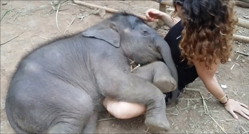 泰国小象枕美女大腿上伴摇篮曲入眠(组图)