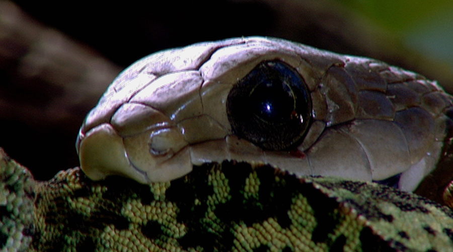《自然传奇》节目预告(11月16日-11月22日)