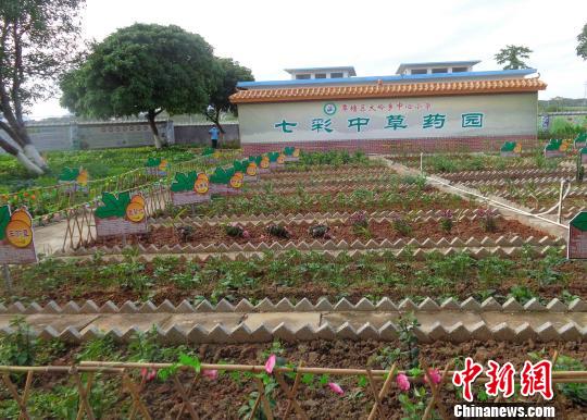 广西一小学为传承传统文化校内设2500米中草药园