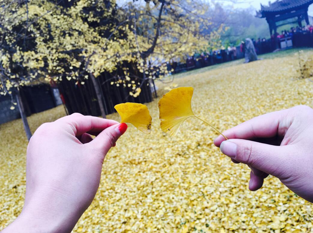 西安罗汉洞村观音禅寺内有一棵千年银杏树。近日，这棵1400多年树龄的银杏树下落满黄叶，像金黄的地毯铺了一地，来看落叶的人络绎不绝。虽然经历周末两天的蒙蒙细雨，银杏树叶大半已落，但仍吸引众多游客前来观赏。寺内的僧人也被美景吸引，为市民当起了免费&ldquo;模特&rdquo;，一派古韵景象。古观音禅寺始建于唐贞观年间(公元628年)，为终南山千年古刹之一，相传古银杏树为唐太宗李世民亲手所栽。史梦 摄