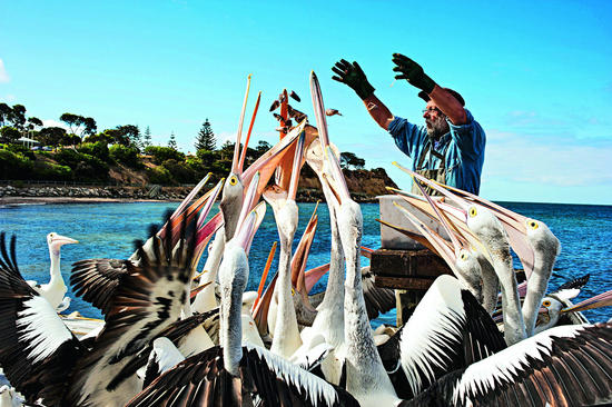澳大利亚袋鼠岛 与树熊同眠_旅游_央视网(cctv