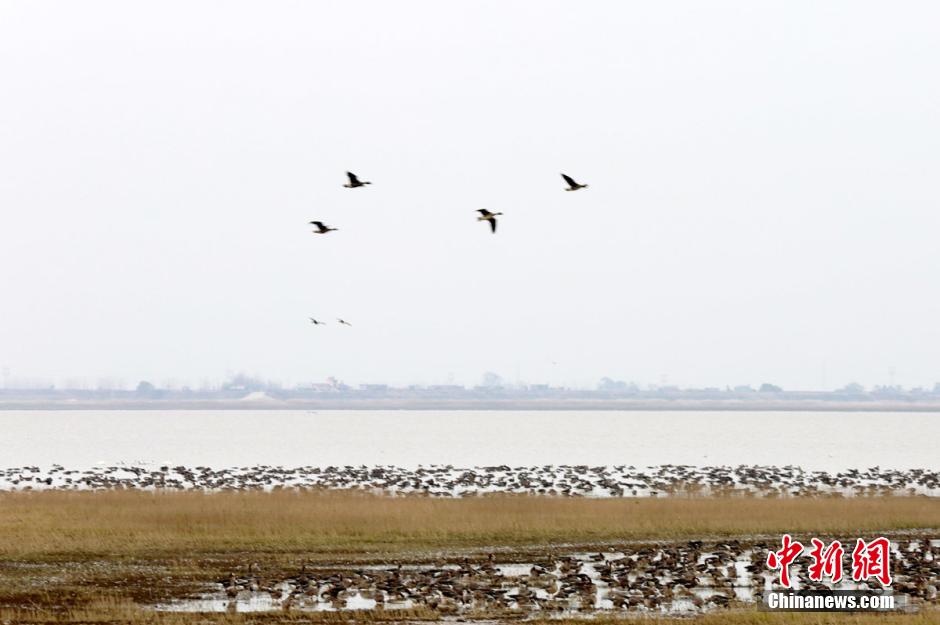 大批候鸟飞抵中国最大淡水湖 鄱阳湖迎最佳观鸟期_新闻_央视网(cctv.com)