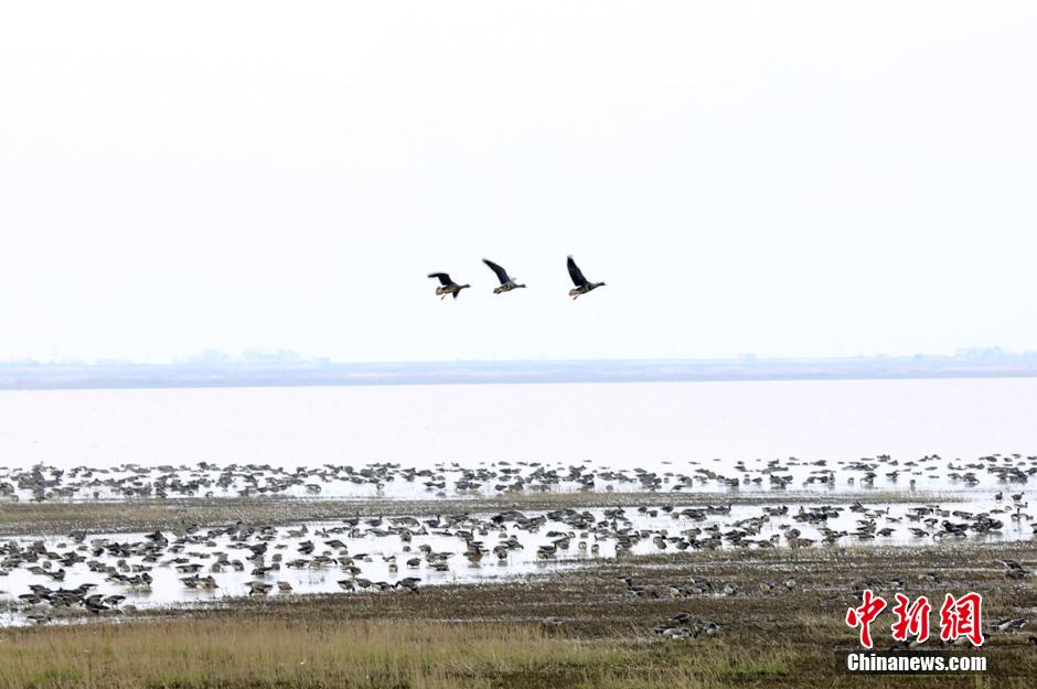 大批候鸟飞抵中国最大淡水湖 鄱阳湖迎最佳观鸟期_新闻_央视网(cctv.com)