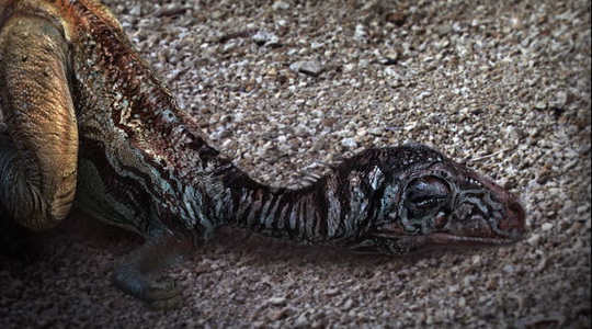 《科教21点档》大真探之《恐龙王朝-进化的