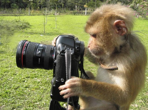 2016年猴年有关猴的谜语_科教_央视网(cctv.c