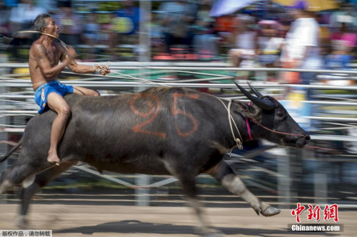 资料图：泰国骑水牛大赛。
