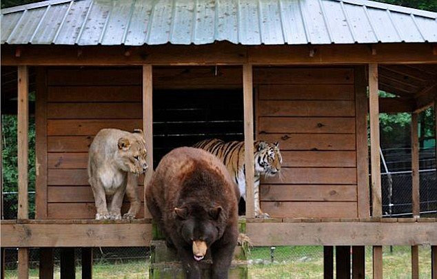 rencontre lion et tigre