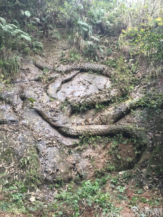 四川彭山 千年石龙将现身  张献忠沉银传说待解