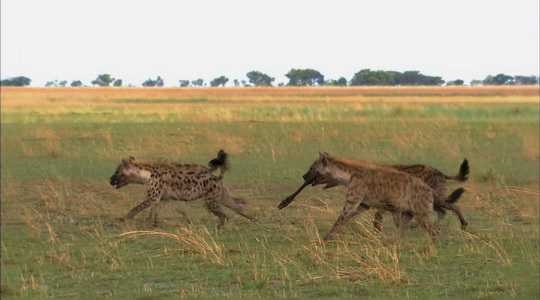 科教21点档《大真探》节目预告(3月25日-3月