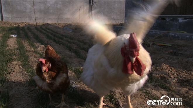 致富经:绝望中发现的50天致富快道 4月6日