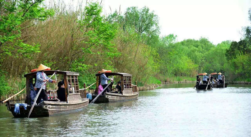 世界那么大,一定来泰州看看!水乡垛田黄花不可