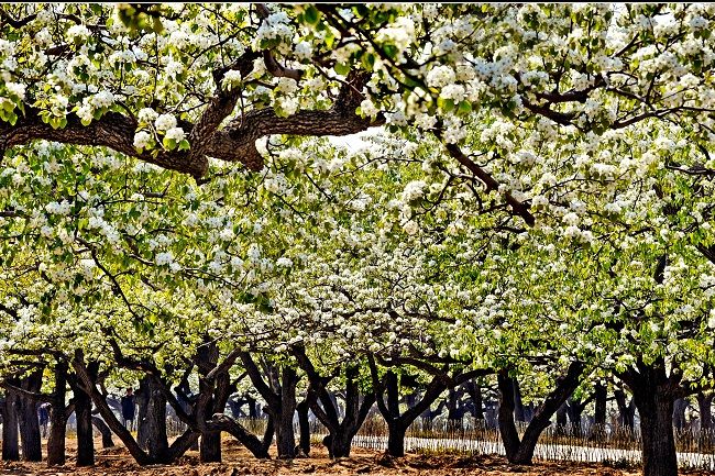 2016年琉璃河镇第九届梨花文化节时间、地点、门票及活动介绍_旅游_央视网 