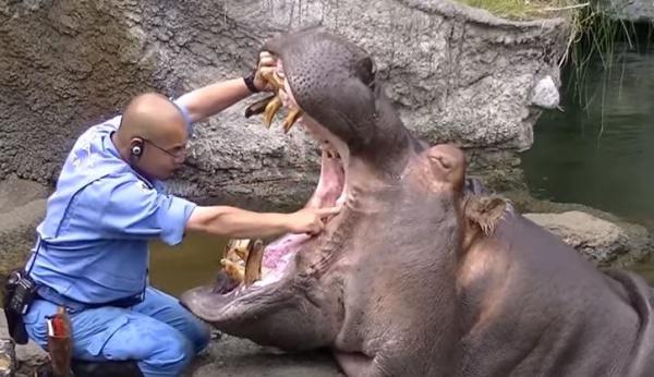 Although the hippo looks intimidating and can be aggressive during the dry seasons, one at Osaka
