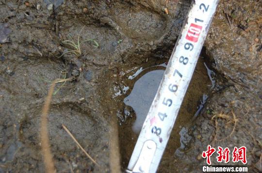 Reproduction of Tiger Trace in Tianqiaoling, Jilin Province Wild Northeast Tiger Spreads to the West of Changbai Mountain