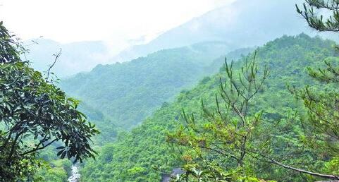 杉际内原始次生林,人迹罕至,是野生动物的乐园