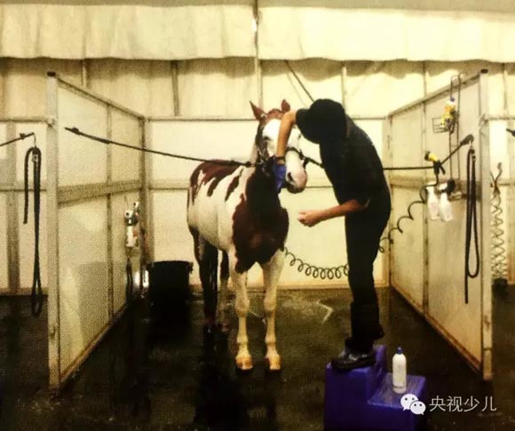 马儿们有专门的沐浴室，  每天它们都要沐浴呢。