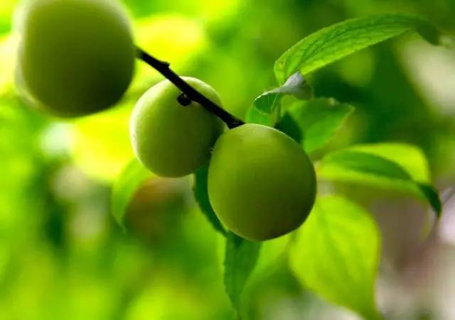 【夜读】芒种:家家麦饭美,处处菱歌长_新闻_央