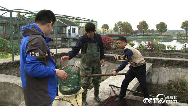 致富经:原来鱼还可以这么养 6月16日