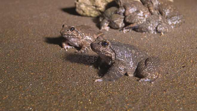 绿色时空:借林下蛋 生财有道 6月26日