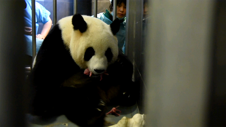 Photo taken on June 26, 2016 shows the giant panda Xinxin and her first newly-born cub in Macao, south China. Giant panda Xinxin, which is given by Chinese central government as a gift to Macao, gave birth to twins on Sunday in Macao. The cubs weigh 135 grams and 53.8 grams. [Photo: Xinhua] 