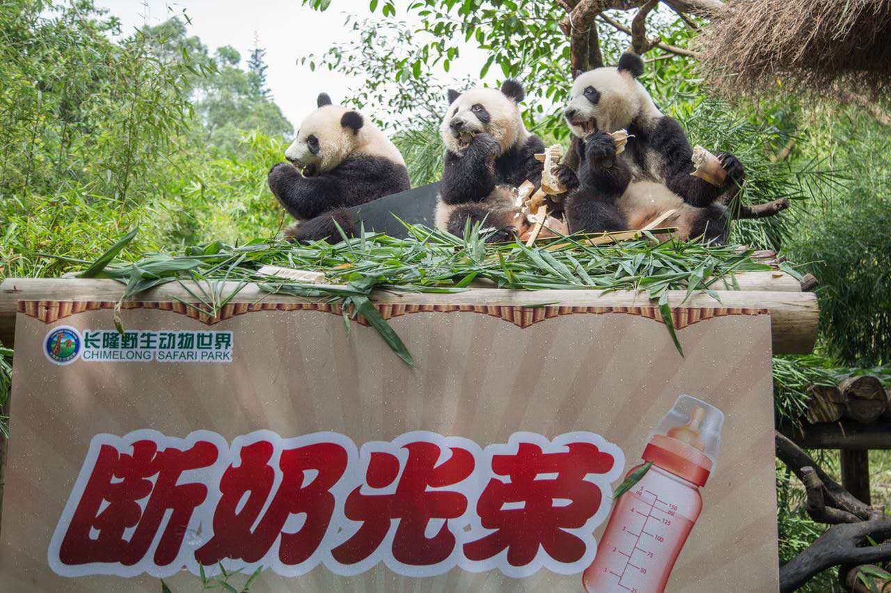 【V观】广州长隆熊猫三胞胎光荣断奶 开始独立