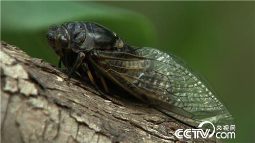 致富经:10万元种虫子 如何卖出6000万 8月10