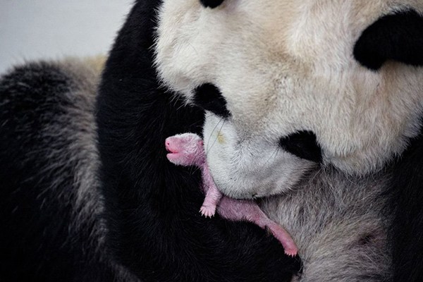 One photographer has spent three years capturing images of pandas in the Wolong National Nature Reserve, the largest in China. Her incredible images will appear in the Pandas Gone Wild feature in this month