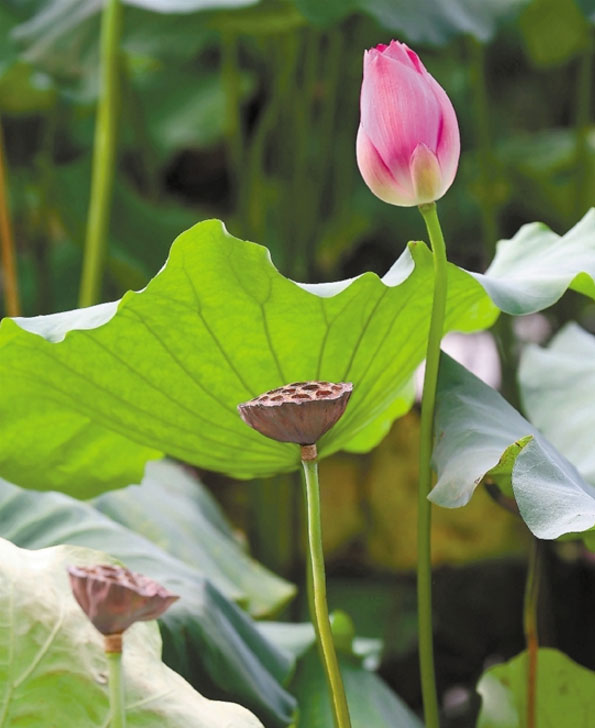 Las flores de loto de Hangzhou florecen en el Lago del Oeste