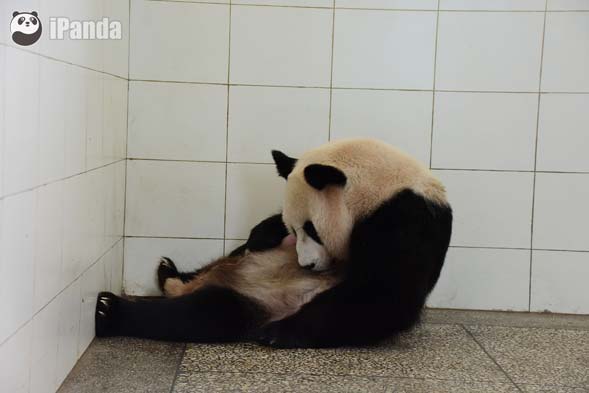 大熊猫“汪佳”护仔严实