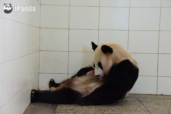 大熊猫“汪佳”与熊猫宝宝