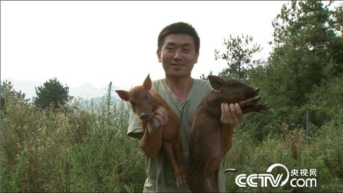 致富经:穷小子养野猪如何年卖千万 9月22日_CCTV节目官网-CCTV-7_央视网(cctv.com)